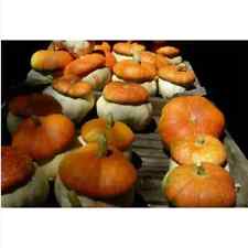 Semi zucca turbante usato  Trappeto