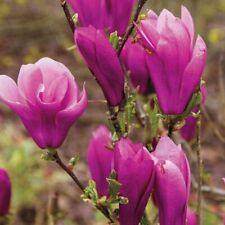 Magnolia shrub janes for sale  Mcminnville