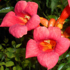 Campsis radicans seeds for sale  GODALMING