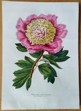 Peony paeonia souvenir d'occasion  Expédié en Belgium