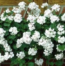 Ivy leaf trailing for sale  UK