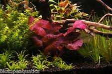 Nymphaea zenkeri red for sale  DRONFIELD