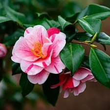 Tricolor camellia 3.5 for sale  Rock Island