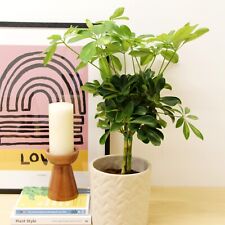 Schefflera arboricola gold for sale  GLASGOW