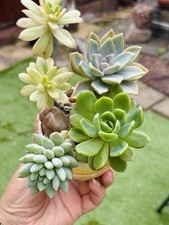 Assorted rare succulent for sale  BIRMINGHAM