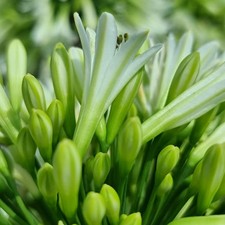 Agapanthus emerald ice for sale  UK