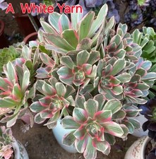 Aeonium white yarn for sale  MEXBOROUGH