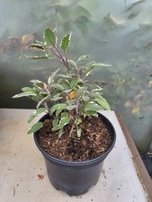 Sage plant tri for sale  FORRES
