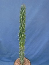 Cereus peruvianus monstrosus for sale  Tucson