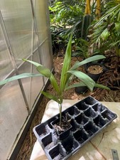 Chrsalidocarpus basilonga palm for sale  Port Saint Lucie