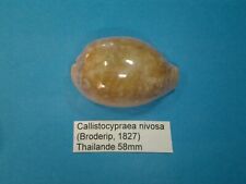 Callistocypraea nivosa coquill d'occasion  Conty