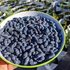 Indio treat honeyberry for sale  Weyauwega