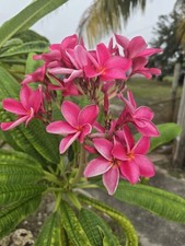 Pink plumeria fresh for sale  Opa Locka