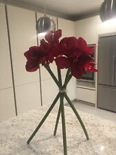 Red amaryllis herve for sale  ASCOT