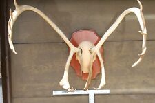 Large set mounted for sale  Marseilles