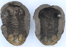 Trilobite with extraordinary d'occasion  Expédié en Belgium