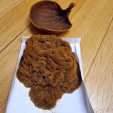 Platycerium ridleyi sporen gebraucht kaufen  Göttingen