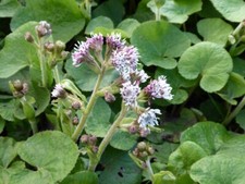 Petasites fragrans 9cm for sale  WALLINGFORD
