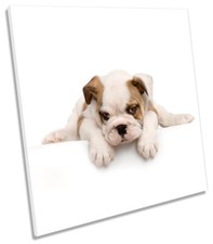 Cute british bulldog for sale  UK