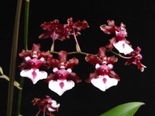 Oncidium sharry baby for sale  SANDBACH