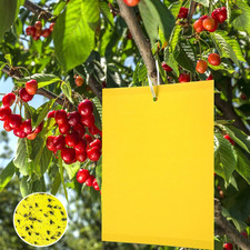 Trappole appiccicose 15cm usato  Roma