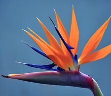 Strelitzia reginae usato  Napoli