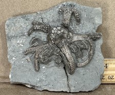 Gilbertsocrinus crinoid edward for sale  North Vernon