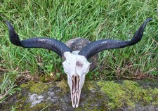Tierschädel gedrehten hörner gebraucht kaufen  Obersontheim