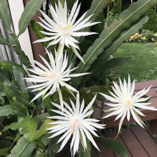 White epiphyllum strictum for sale  Atlanta