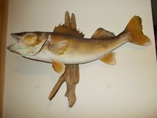 Trophy walleye mount for sale  Braham