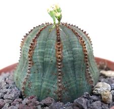 Euphorbia obesa selezionata usato  Napoli
