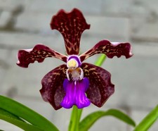 Vanda mystic leopard gebraucht kaufen Vanda mystic leopard gebraucht kaufen  Augsburg