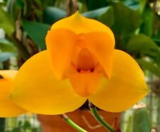 Lycaste species macrobulbon usato  Spedire a Italy