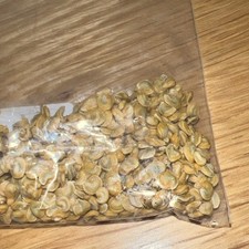 Kaktusfeige samen gelb gebraucht kaufen  Cham