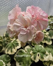 Pelargonie geranie alison gebraucht kaufen  Naila