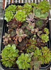 Mixed succulent plant for sale  LLANELLI