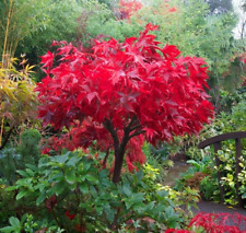 Acer tree osakazuki for sale  NORTHWICH