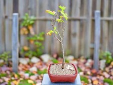 Pin oak bonsai for sale  Freeport