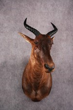 African topi taxidermy for sale  Wrightstown