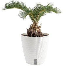 Cycas revoluta sago for sale  Los Angeles
