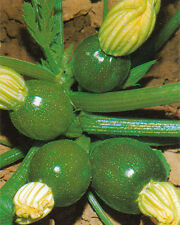 Zucchino tondo piacenza usato  Italia