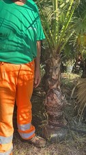 Palma washingtonia altezza usato  Crispiano
