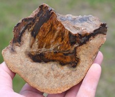 Bois fossile araucaria d'occasion  Rhinau