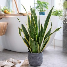 Laurentii snake plant for sale  Matthews
