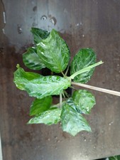 prayer plant for sale prayer plant for sale Byhalia