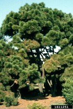 Pitch loblolly pine for sale  Center