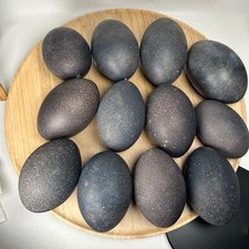 Lot emu eggs for sale  Pensacola