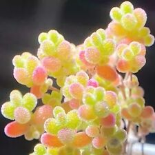 Drosanthemum floribundum rice for sale  BEXHILL-ON-SEA