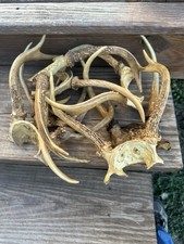 Lot whitetail deer for sale  Loganton