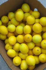 Freshly picked unwaxed for sale  Irvine